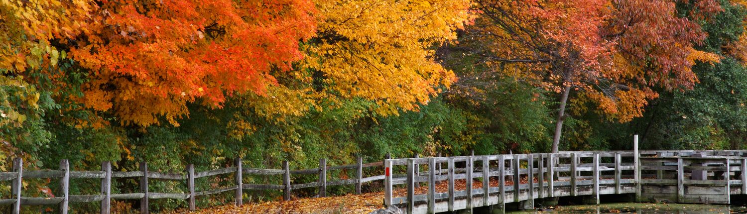 trail in the woods with autumn trees