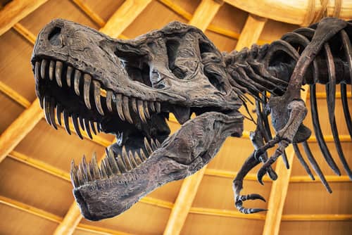 a dinosaur skeleton 
