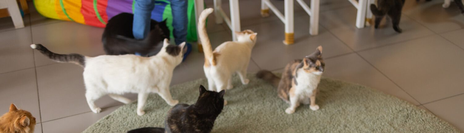 cat cafe