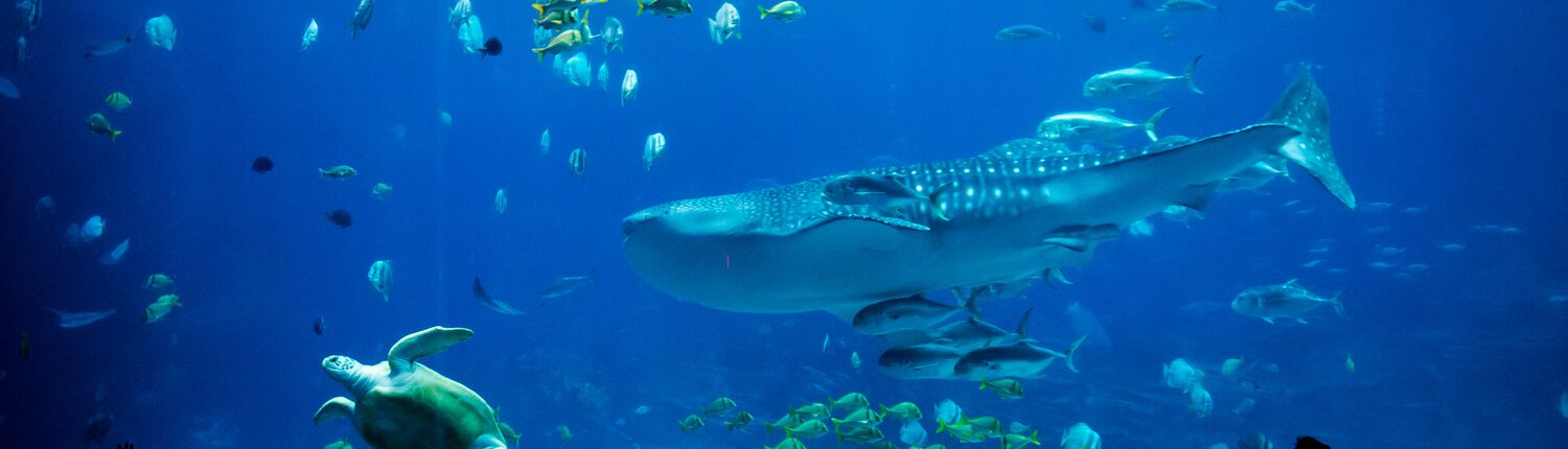 whale, turtle, and fish in water 