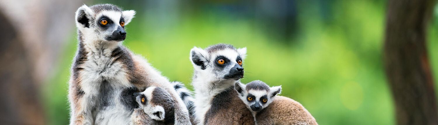 group of lemurs