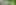 group of lemurs