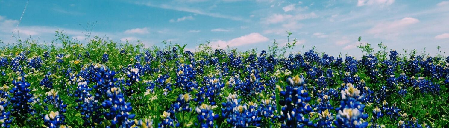 wildflowers in a field