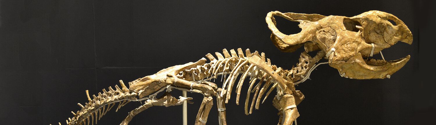 dinosaur fossil