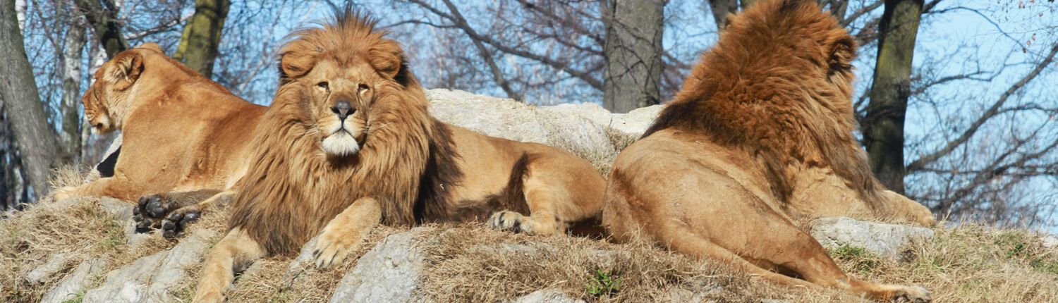 lions