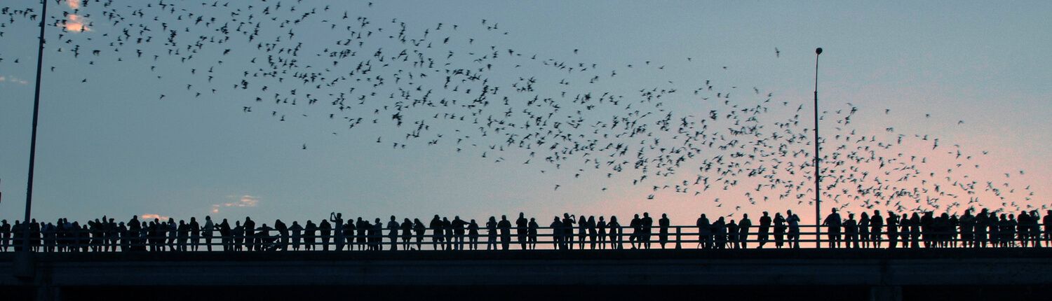 Bat Bridge in Austin
