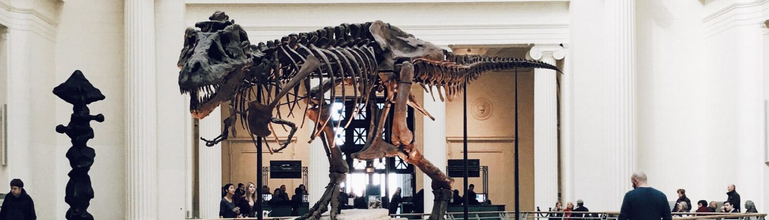 dinosaur fossil at American Museum of Natural History