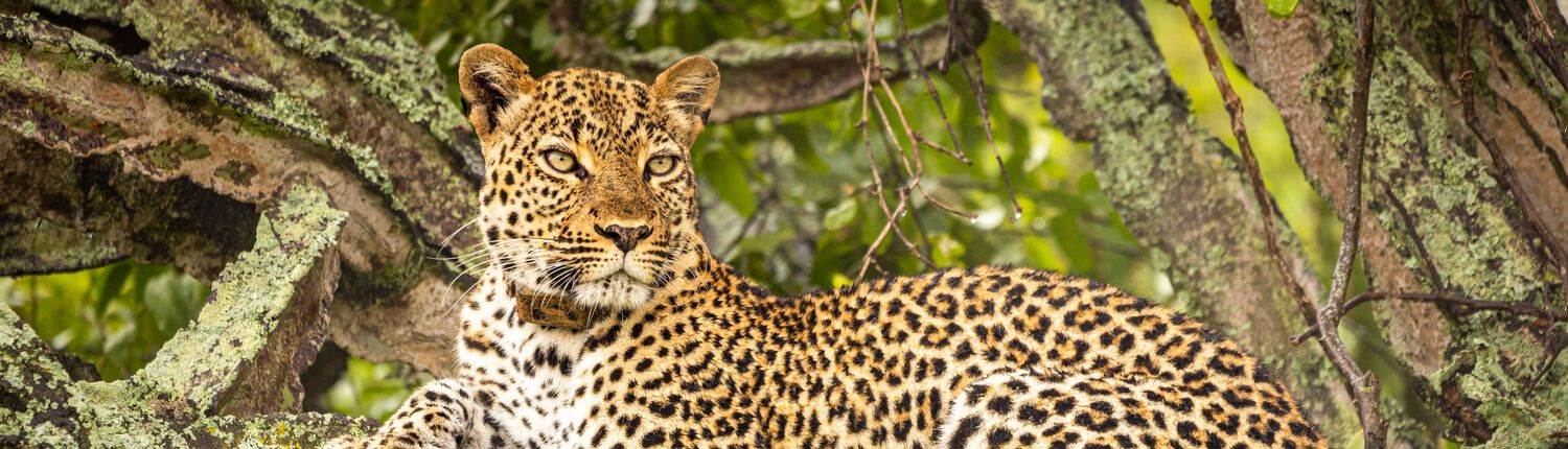 leopard