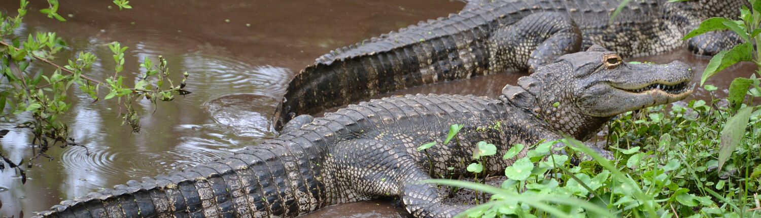alligators