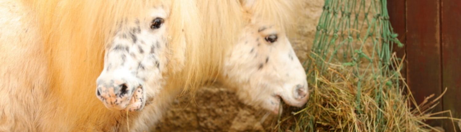 two headed sheep