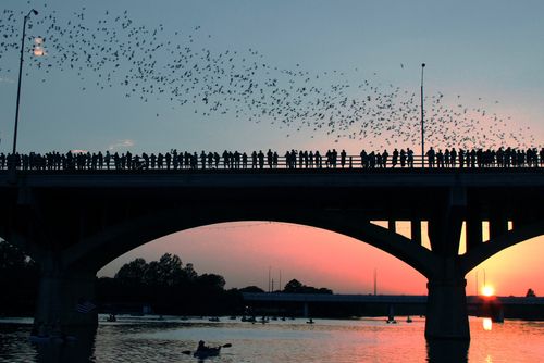 Austin Bats