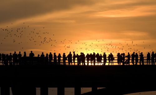 bats flying above a bridge at sunset