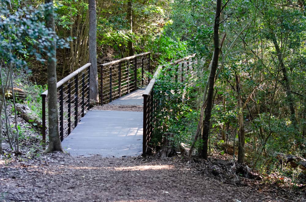path in the woods