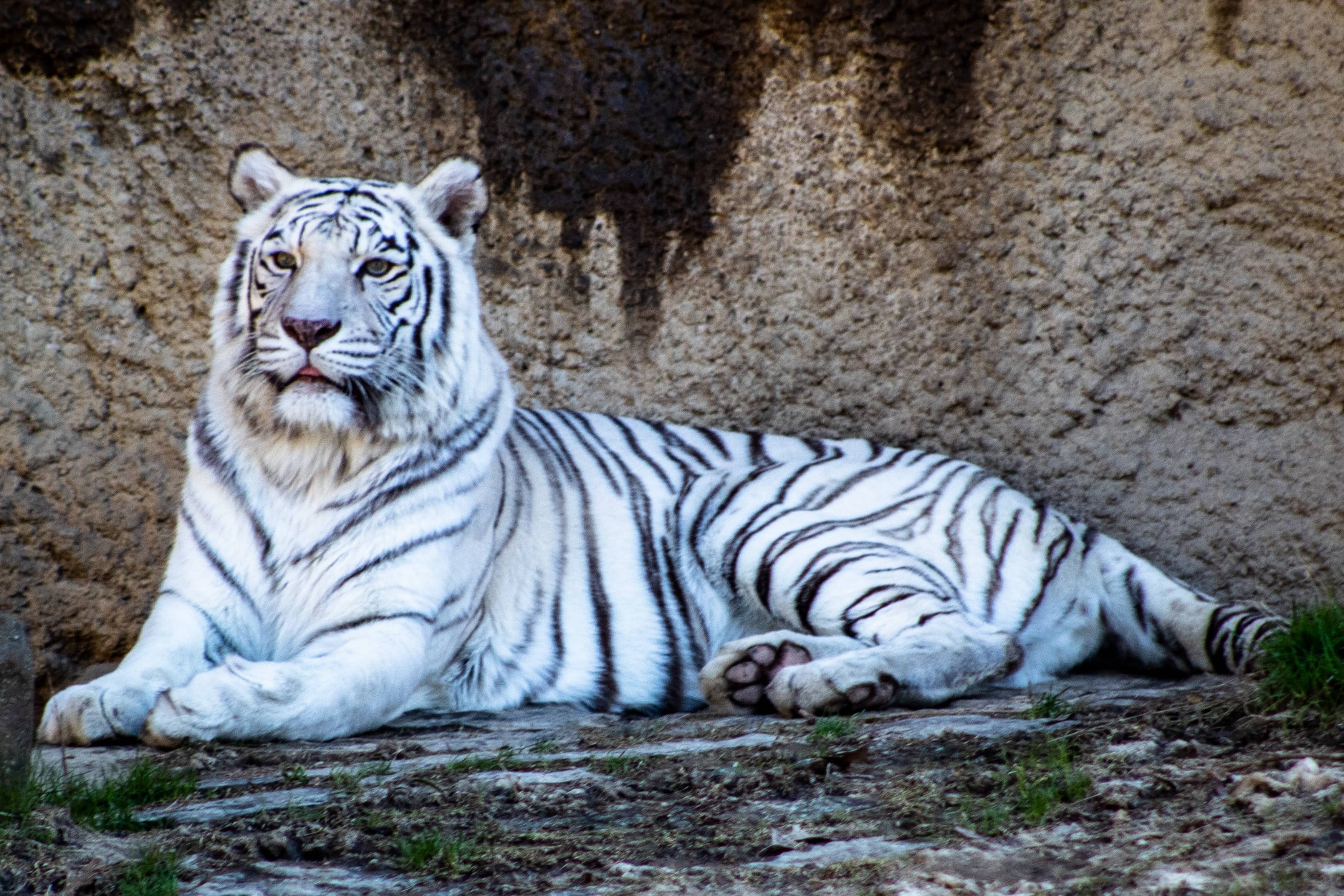 a white tiger in a zoo