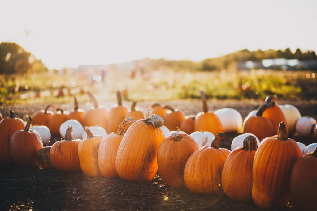 pumpkin patch