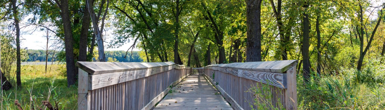 bridge in a wooded trail