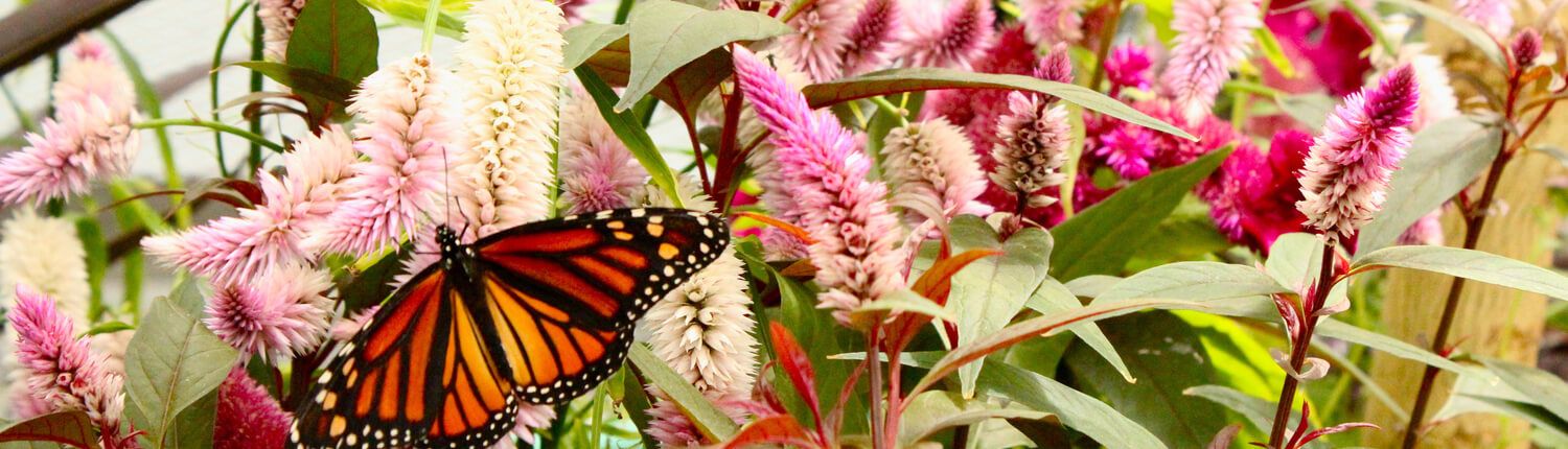 butterfly on flowers