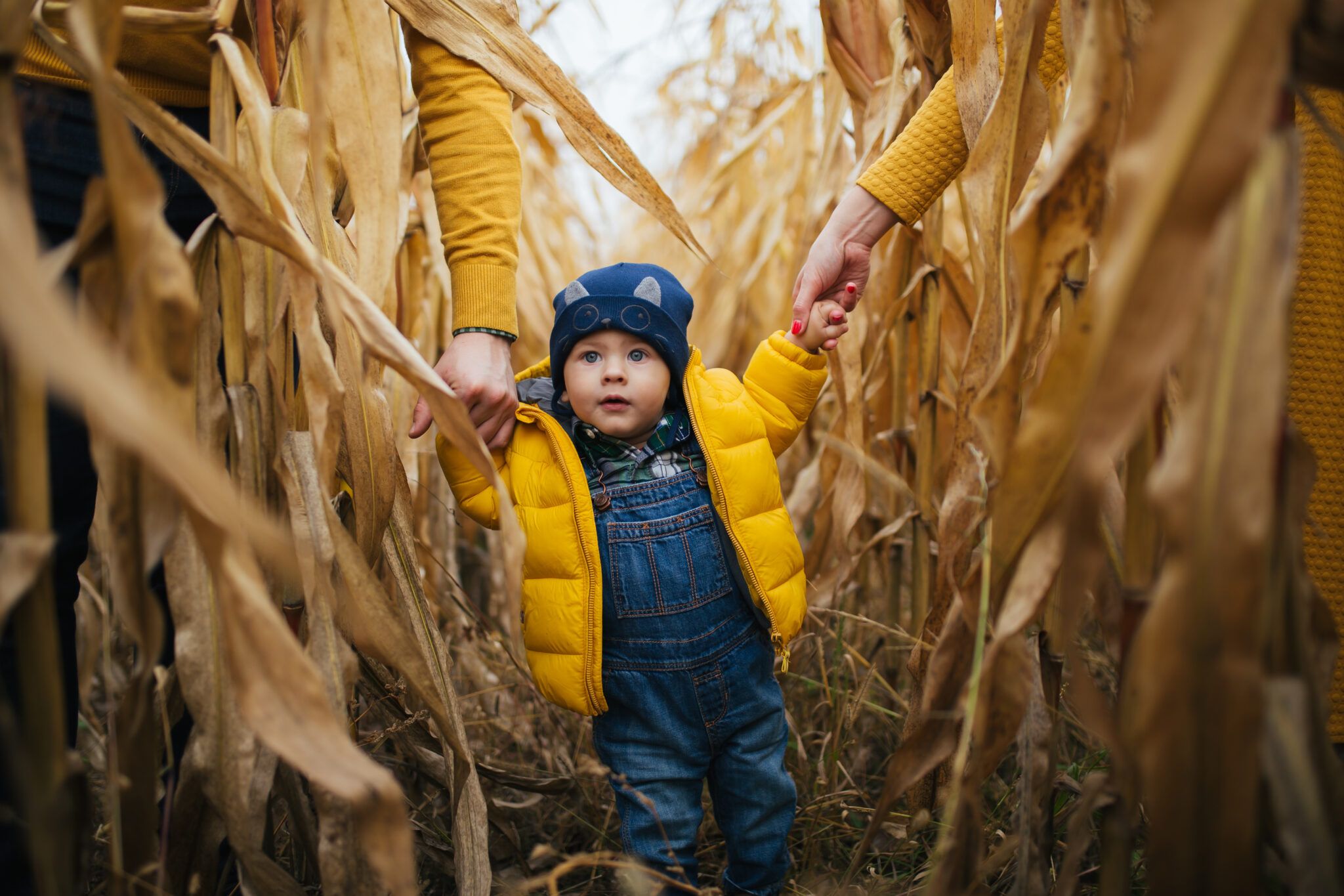 corn maze