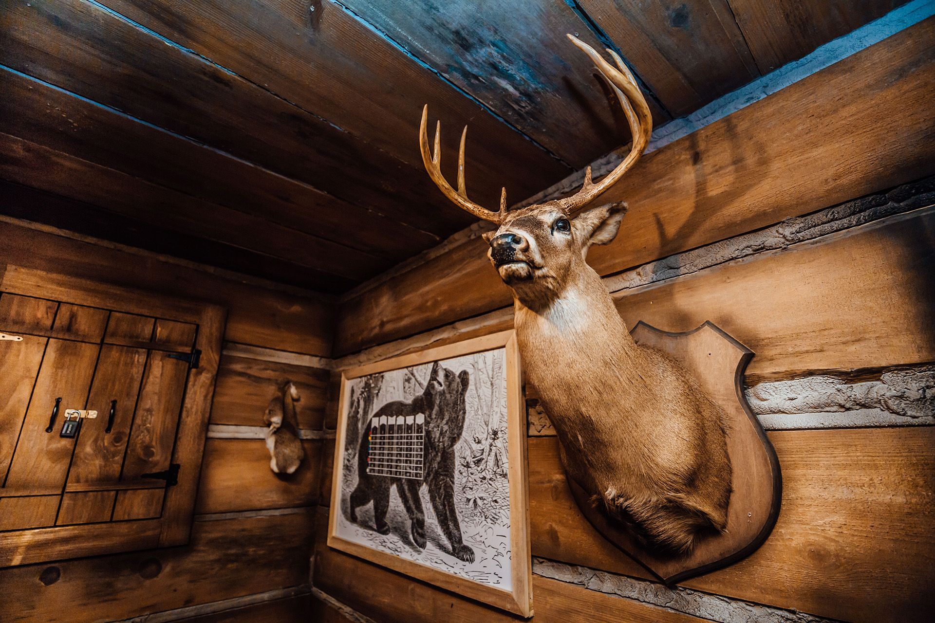 A mounted deer head with antlers on a wooden wall, next to a bear illustration and a small fur animal.