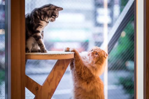 two cats playing