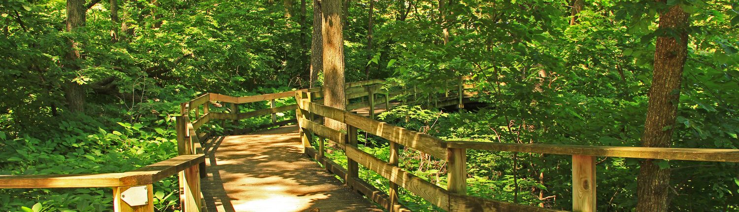 trail through wilderness