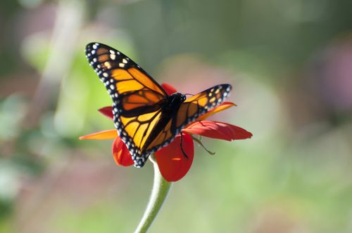 a butterfly