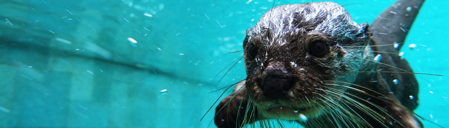otter in water