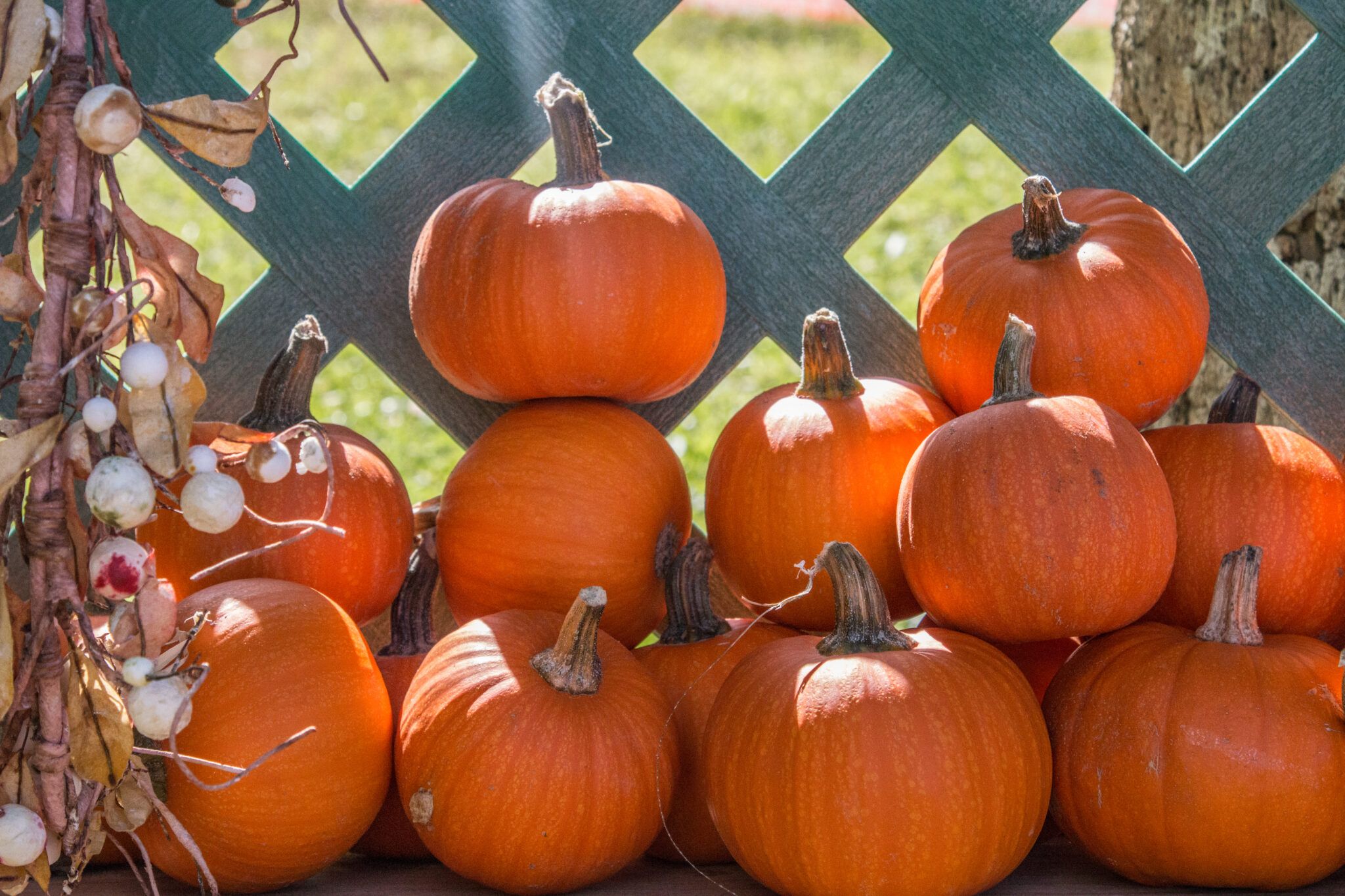 pumpkins