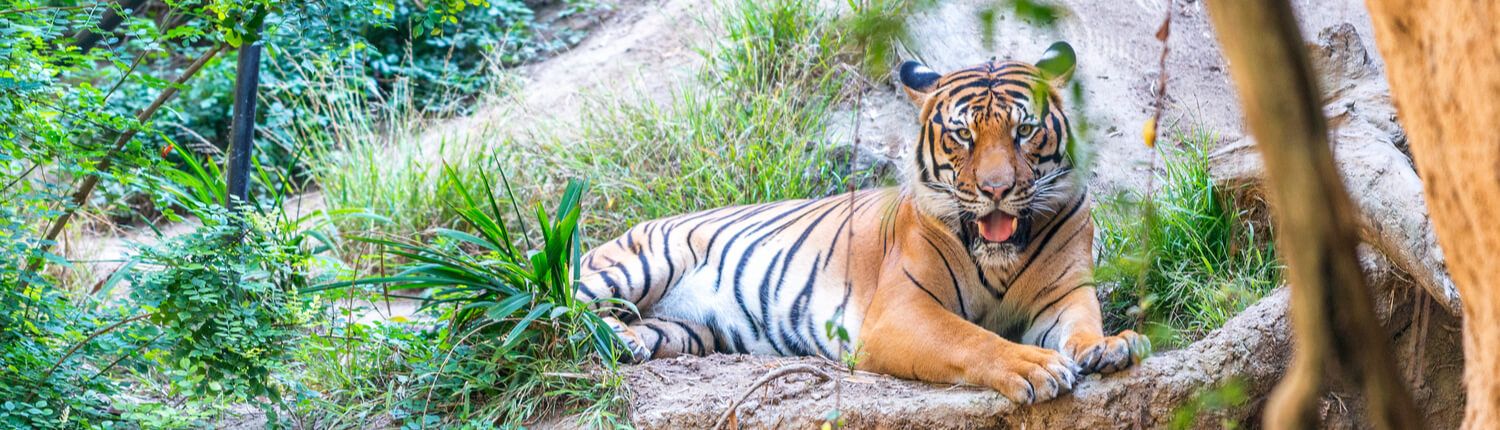 tiger