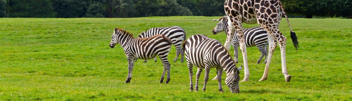 zebras and a giraffe